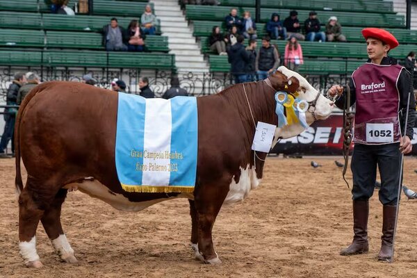 Braford conoció a los Grandes Campeones en la pista de Expo Palermo