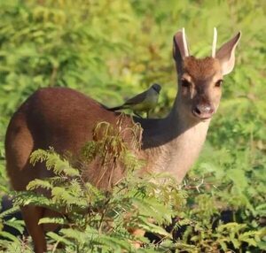 Buscan crear marca de destino turístico del pantanal paraguayo en Bahía Negra - Viajes - ABC Color