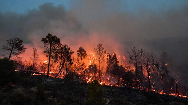 Al menos 34 muertos y 1.500 evacuados por los incendios forestales que afectan el noreste de Argelia - ADN Digital