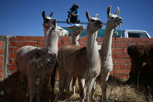 Capital boliviana de la especie de llama más grande hace mejora genética para exportación - MarketData