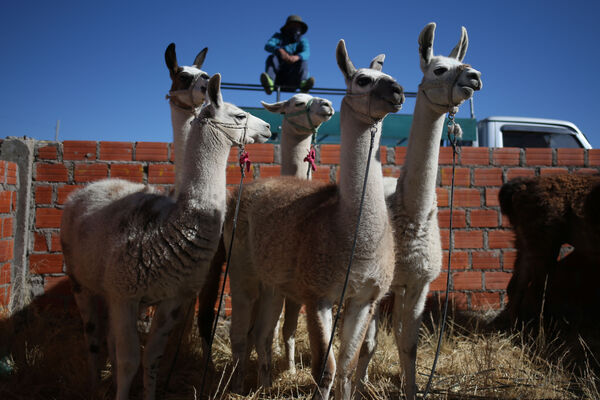 Capital boliviana de la especie de llama más grande hace mejora genética para exportación - MarketData