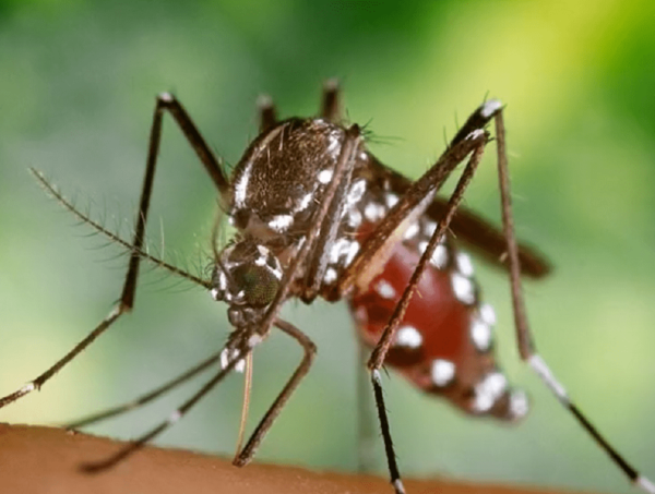 Advierten de brote de casos de chikungunya y dengue en pleno invierno · Radio Monumental 1080 AM