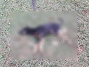 Matan de un disparo a un perro en Coronel Bogado