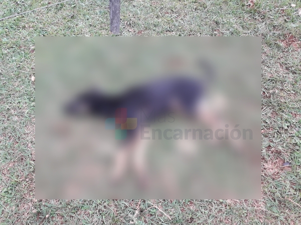 Matan de un disparo a un perro en Coronel Bogado