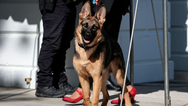 Diario HOY | Acusan al perro de Biden de morder al personal de la Casa Blanca