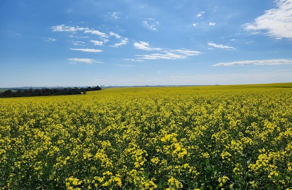 Producción de canola orgánica paraguaya será exportada a Estados Unidos