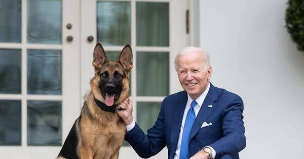 La Nación / Acusan al perro de Biden de diez ataques en la Casa Blanca
