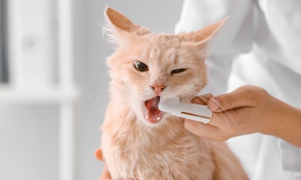 Sepa más sobre los cuidados del gato | Telefuturo
