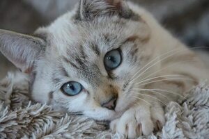 De Egipto a tu casa: la larga vida de los gatos - Mascotas - ABC Color
