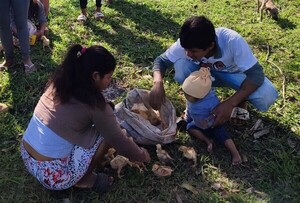 Entregan componentes para crías de aves a comunidades indígenas - .::Agencia IP::.