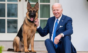 Acusan al perro de Biden de diez ataques en la Casa Blanca - OviedoPress
