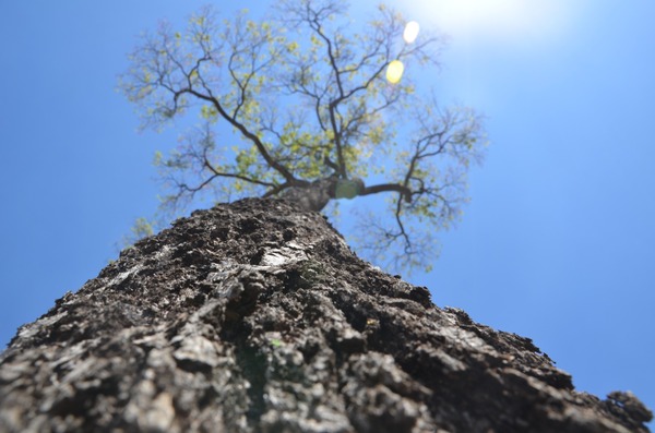 Diez historias compiten en el “Árbol de mi comunidad”