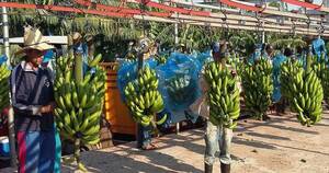 La Nación / Establecen delineamientos para reiniciar exportaciones de banana al mercado chileno