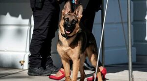 Perro de Biden es acusado de morder al personal de la Casa Blanca