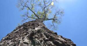 La Nación / Diez historias compiten en El Árbol de mi comunidad