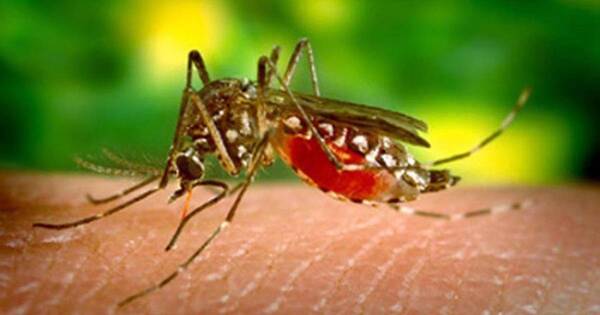 La Nación / Conozca más del chikungunya, sus fases y cómo tratarlo