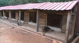 ¡Conocé “Jagua Renda”, primer santuario terapéutico canino para personas! - trece