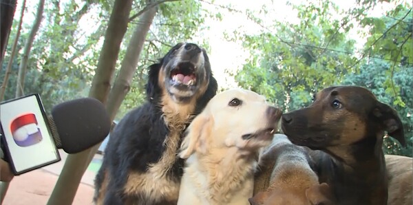 Jagua Renda: Hogar de perros funciona como un santuario terapéutico para personas - Unicanal