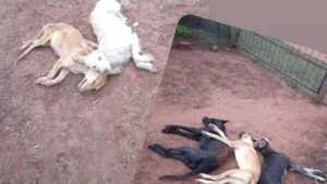 Envenenaron a cinco perros en un barrio de San Ignacio, denuncian