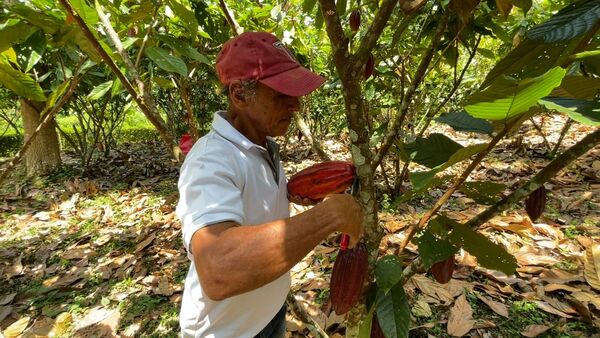 Agricultores de Centroamérica aumentan la productividad con un cultivo sostenible de cacao - MarketData
