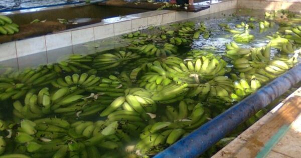 Controles fitosanitarios apuntan a ampliar mercados para la banana nacional