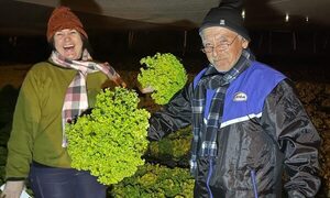 Productor de lechugas espera a compristas 