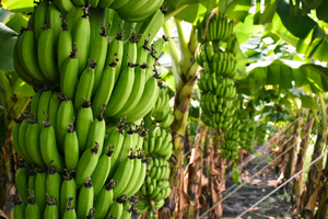 Establecen delineamientos para reiniciar exportaciones de banana al mercado chileno