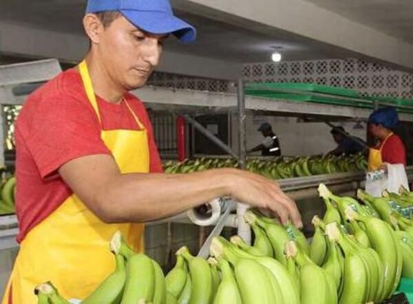 Apuntan a la apertura del mercado chileno para la banana nacional