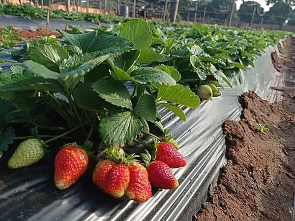 Este sábado arranca la III edición de la Expo Frutilla en J. Augusto Saldivar - Nacionales - ABC Color