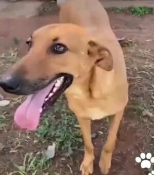 Día Internacional del perro callejero: ¿cómo frenar la superpoblación canina callejera? - Mascotas - ABC Color