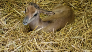 Una gacela de Mhorr, extinta en la naturaleza, nace por primera vez en el zoo de París