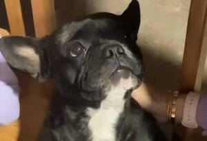 [VIDEO] "La Comadre" busca novia para su mascota