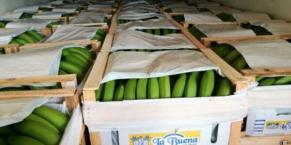 Controles fitosanitarios apuntan a la apertura del mercado chileno para la banana nacional