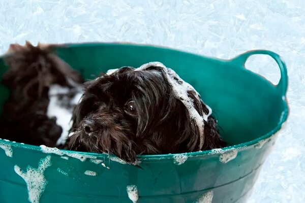¿Cada cuánto debemos bañar a los perros y a los gatos? - Mascotas - ABC Color