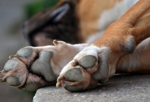 ¿Qué es el zoocidio? Desde Defensa Animal explican el caso del pitbull de Capiatá