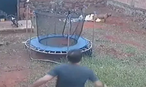 En reacción errónea, vecino mata a puñaladas a un pitbull en Capiatá - OviedoPress