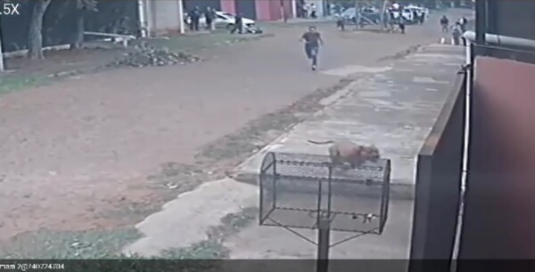 Perro de la raza pitbull es asesinado a puñaladas, luego de atacar a otro canino - Unicanal