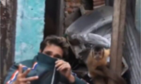 Mono detenido porque era “campana” de delincuentes en un desarmadero clandestino