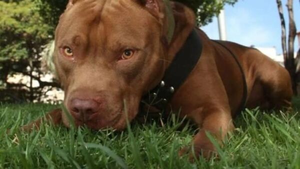 ¡Crueldad! Matan a pitbull de varias puñaladas y de un disparo, hay un detenido