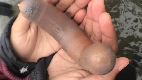 Diario HOY | Peces pene en playa de Argentina: cómo se consume y cuál es su efecto afrodisiaco