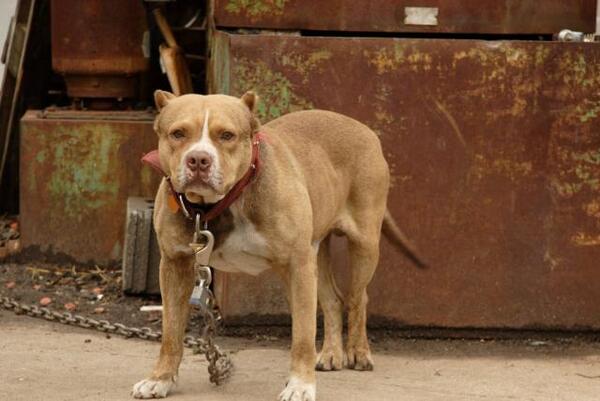 Afirman que hombre que mató a pitbull pensó que mordió a su hija | 1000 Noticias