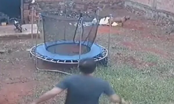Imputan al hombre que mató a puñaladas a pitbull en Capiatá - Noticiero Paraguay
