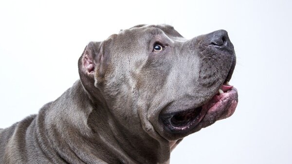 Imputan por maltrato y crueldad animal a hombre que mató a un pitbull