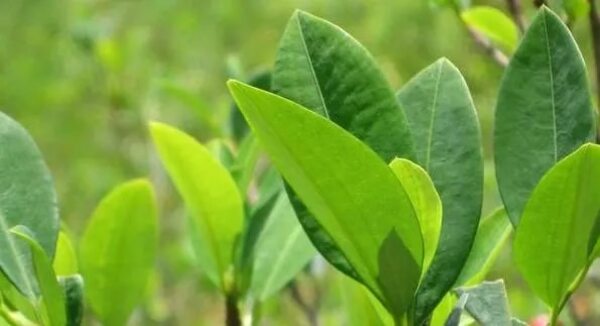 México respalda a Bolivia para quitar la hoja de coca de la lista de estupefacientes - Mundo - ABC Color