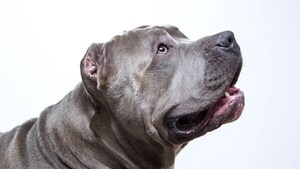 IMPUTAN POR MALTRATO Y CRUELDAD ANIMAL A HOMBRE QUE MATÓ A UN PITBULL