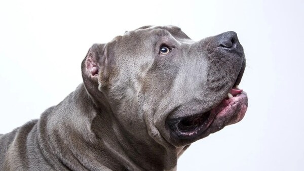 IMPUTAN POR MALTRATO Y CRUELDAD ANIMAL A HOMBRE QUE MATÓ A UN PITBULL