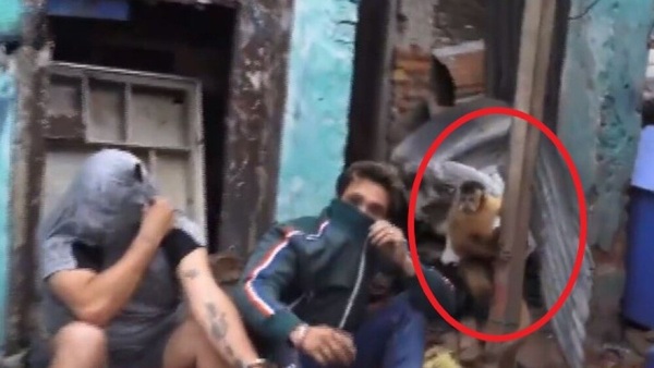 Mono era usado como “campana” de un desarmadero de motos - Noticiero Paraguay