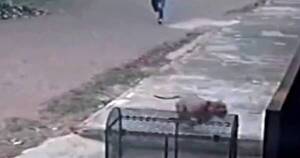 La Nación / Imputan al hombre que mató de seis puñaladas a un perro pitbull