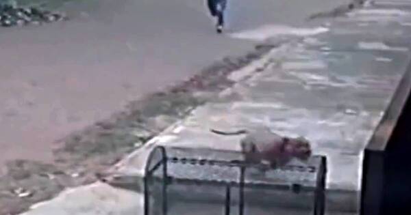 La Nación / Imputan al hombre que mató de seis puñaladas a un perro pitbull