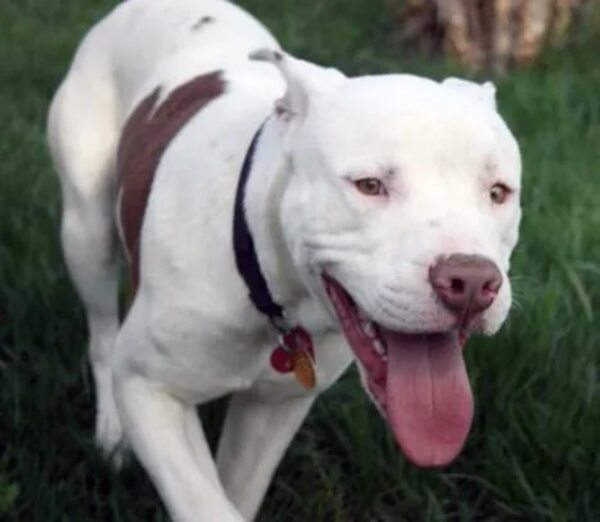 ¿Perro de raza pitbull en su casa? - Mascotas - ABC Color